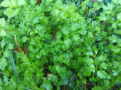 Anthriscus cerefolium