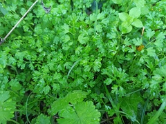 Anthriscus cerefolium