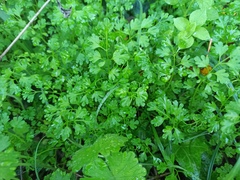 Anthriscus cerefolium