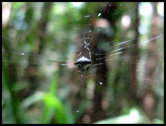 Micrathena triangularis