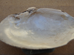 Truncilla donaciformis