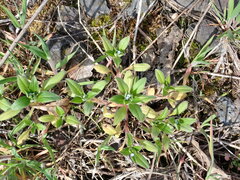 Myosotis sparsiflora
