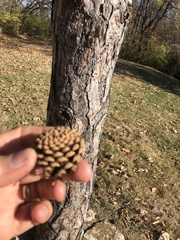 Pinaceae