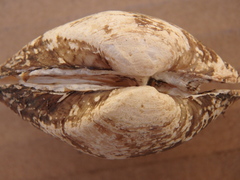 Truncilla donaciformis