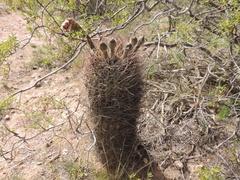 Echinopsis leucantha