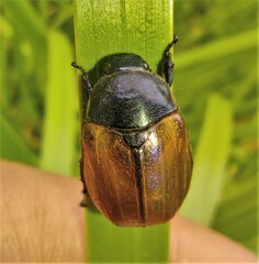 Anomala dubia