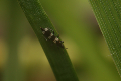 Aeolothripidae