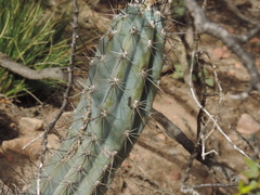 Cereus aethiops