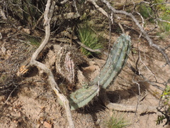 Cereus aethiops