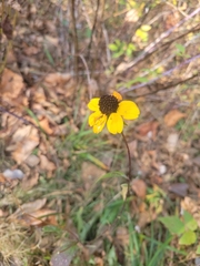 Rudbeckia