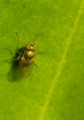 Chrysotus