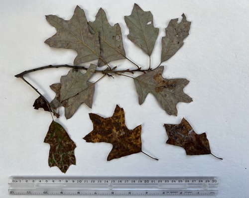 Quercus X rehderi