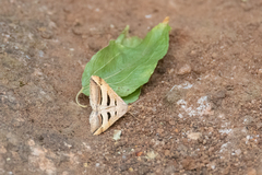 Chiasmia subcurvaria