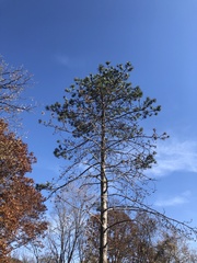 Pinaceae