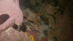 Panulirus inflatus