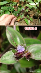 Belosynapsis ciliata