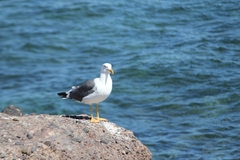 Larus livens