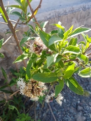 Vernonanthura squamulosa