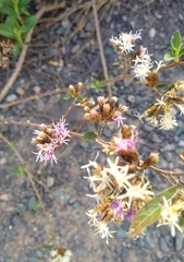 Vernonanthura squamulosa