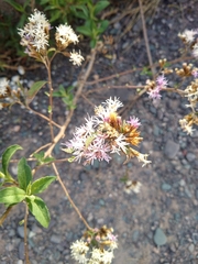 Vernonanthura squamulosa