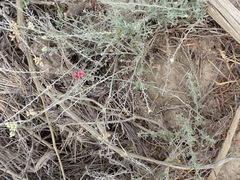 Indigofera complicata