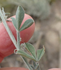 Indigofera complicata