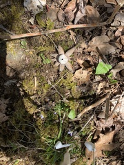 Astraeus hygrometricus