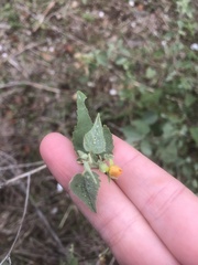 Abutilon fruticosum