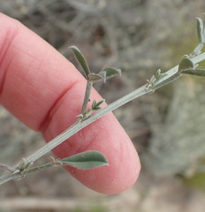 Indigofera complicata