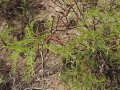 Prosopis flexuosa