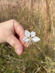 Oenothera filiformis