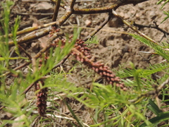 Prosopis flexuosa
