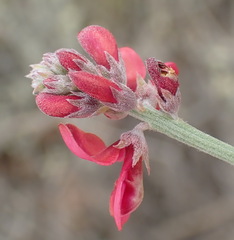 Indigofera complicata