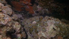 Bunodosoma californica