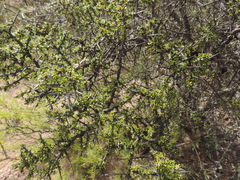 Condalia microphylla