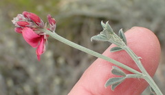Indigofera complicata