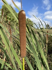 Typha latifolia