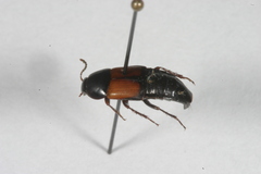Tachinus