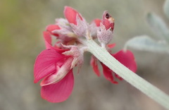 Indigofera complicata