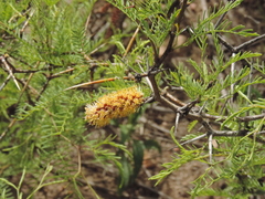 Prosopis flexuosa