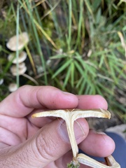 Fungi