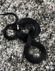 Diadophis punctatus punctatus