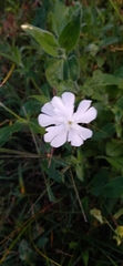 Silene latifolia