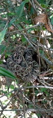 Crotalus stejnegeri