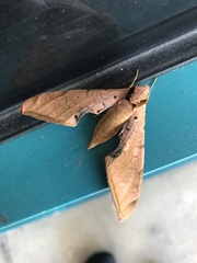 Protambulyx strigilis