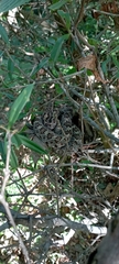 Crotalus stejnegeri