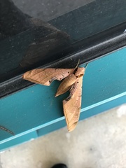 Protambulyx strigilis