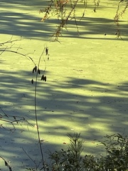 Phyllanthus urinaria