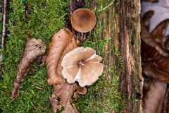 Mycena maculata
