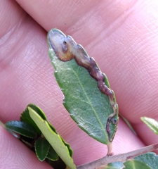 Phytomyza vomitoriae